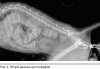Клинический случай аденокарциномы предстательной железы у кота / Prostatic adenocarcinoma in tomcat. Clinical case report