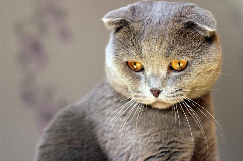 Учёные раскрыли секреты генетической эволюции кошек