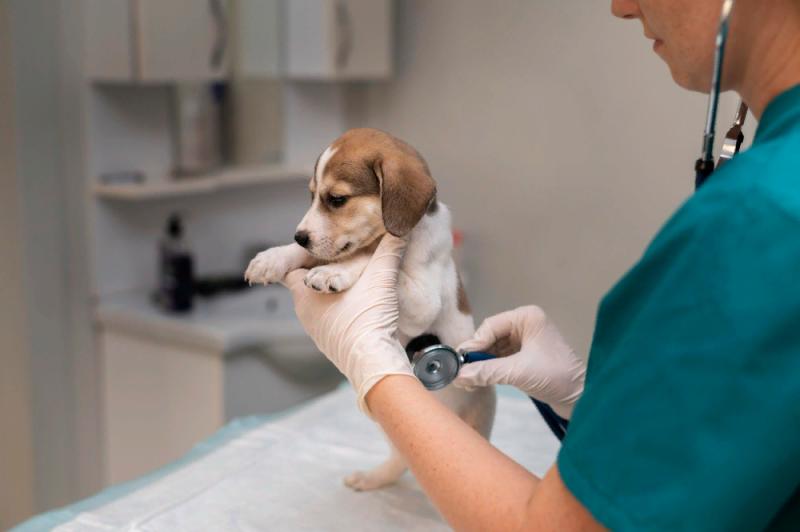 Дилатационная кардиомиопатия, связанная с питанием, у собак: что мы знаем?