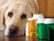 Правительством РФ утвержден порядок осуществления проверок субъектов государственного надзора в сфере обращения лекарственных средств для ветеринарного применения с осуществлением риск-ориентированного подхода  