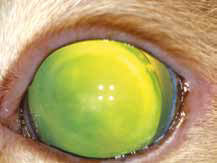 Кот с токсоплазмозом. На фото переднего отрезка двусторонний выраженный передний увеит, люксация хрусталика в ПКГ и вторичная глаукома. На фото глазного дна признаки двустороннего острого хориоретинита, отслойки сетчатки и неврита ДЗН