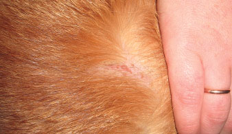 Кот с эрозивными поражениями кожи вследствие аллергии на блох