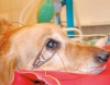 Применение вспышечной электроретинографии в ветеринарной офтальмологии/The use of flash electroretinography in veterinary medicine