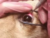 Применение лазерной транссклеральной циклофотокоагуляции при лечении глаукомы в ветеринарной офтальмологии