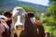 Сохраняется опасность хламидиоза для крупного рогатого скота