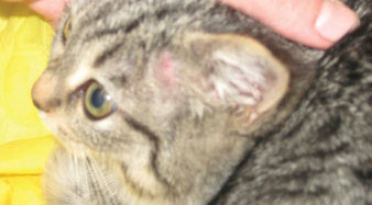 Эрозия кожи вследствие экскориации у котёнка при микроспории
