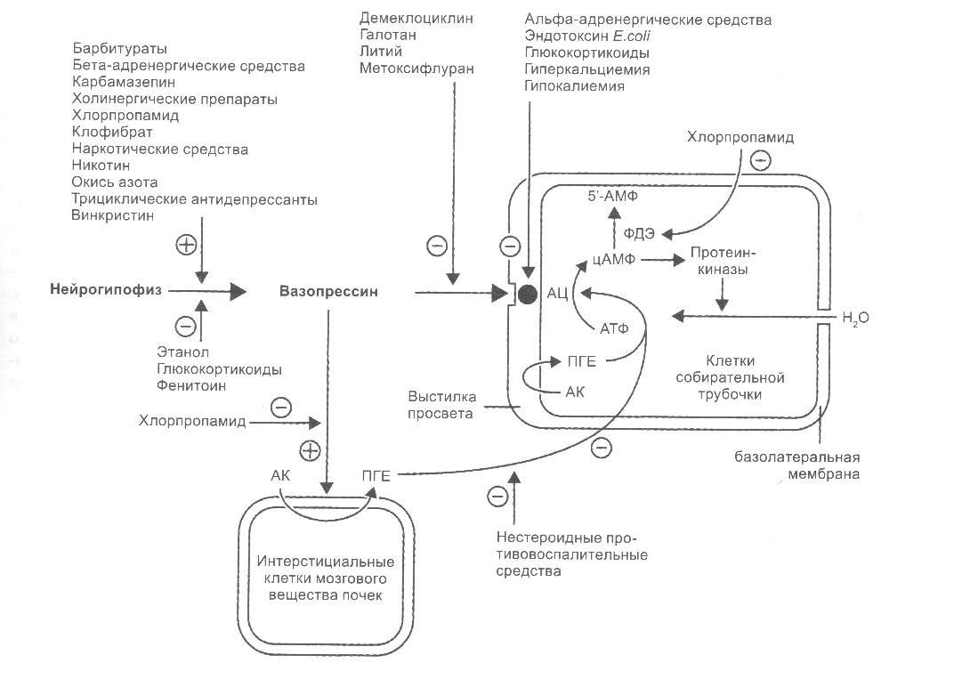 Схема 1 Влияние отдельных лекарственных средств на секрецию вазопрессина 
