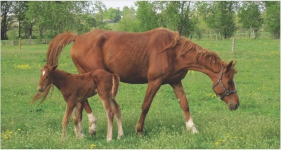 Наследственные дефекты лошадей: диагностика и профилактика / Inheritable defects of horses: diagnosis and prevention