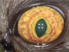 Офтальмологические проявления вируса инфекционного перитонита кошек/ Ophthalmic manifestations of feline infectious peritonitis