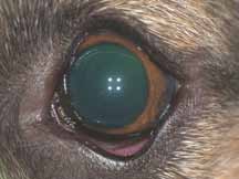 Передний отрезок глаза собаки