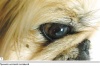 Опыт применения модернизированной медиальной кантопластики при брахицефалическом окулярном синдроме у собак на основании серии клинических случаев