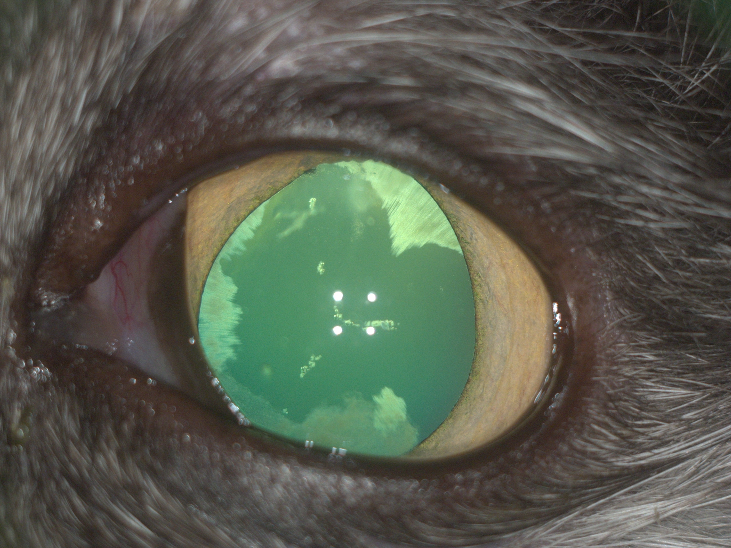 Рис.6 Передний увит и изменения в хрусталике левого глаза у кошки с FeLV с Рис.1.(после мидриаза).