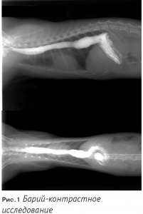 Клинический случай хиатальной грыжи у кота / Clinical case of hiatal hernia in tomcat
