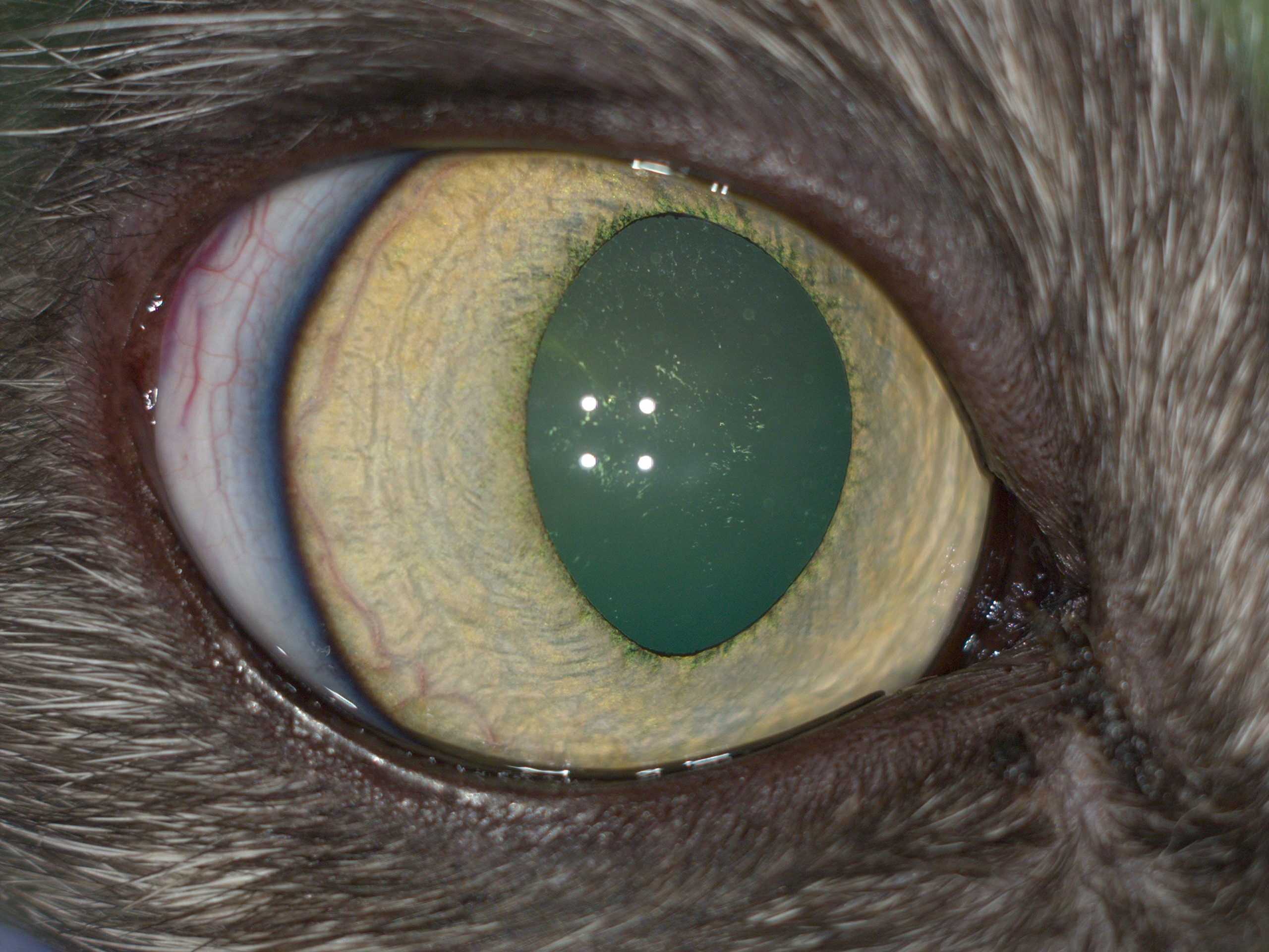 Рис.10 Поствоспалительные изменения переднего сегмента правого глаза кошки с Рис.3 спустя месяц терапии.