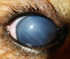 Первичная и вторичная глаукома у собак. Современный подход к диагностике и медикаментозному лечению