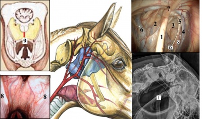 Диагностика и лечение редко встречающихся болезней воздухоносного мешка лошадей / Diagnosis and treatment of rare diseases of the guttural pouches in horses