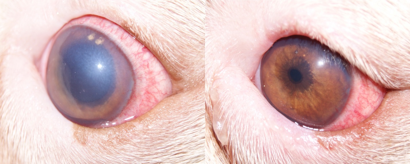 Рисунок 17. Острый приступ глаукомы у собаки породы американский бульдог. Состояние глаза до лечения, ВГД – 45 мм рт.ст.  (слева) и после лечения, ВГД – 19 мм рт.ст.  (справа).