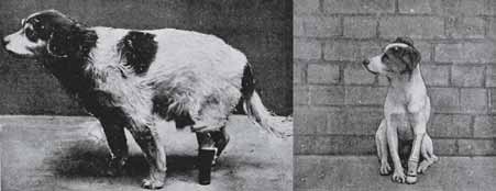 Первые модели культеприемных протезов для собак, 1900 год (Hobbay F.T.G: Surgical diseases of the dog and cat; Cornell University Library)