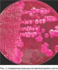 Грибковые и бактериальные инфекции мочевыделительной системы мелких домашних животных