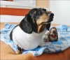 Клинический случай пароксизмальной атриобентрикулярной блокады 3-й степени у собаки / Clinical case of a paroxysmal 3rd degree atrioventricular block in a dog