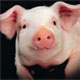 Компания Merial начинает выпуск набора для диагностики свиного гриппа