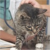 Что нужно знать о раке: общие сведения для ветеринарного врача широкого профиля