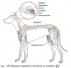 Проведение неврологического осмотра в практике ветеринарного врача / Neurological examination in veterinary practice