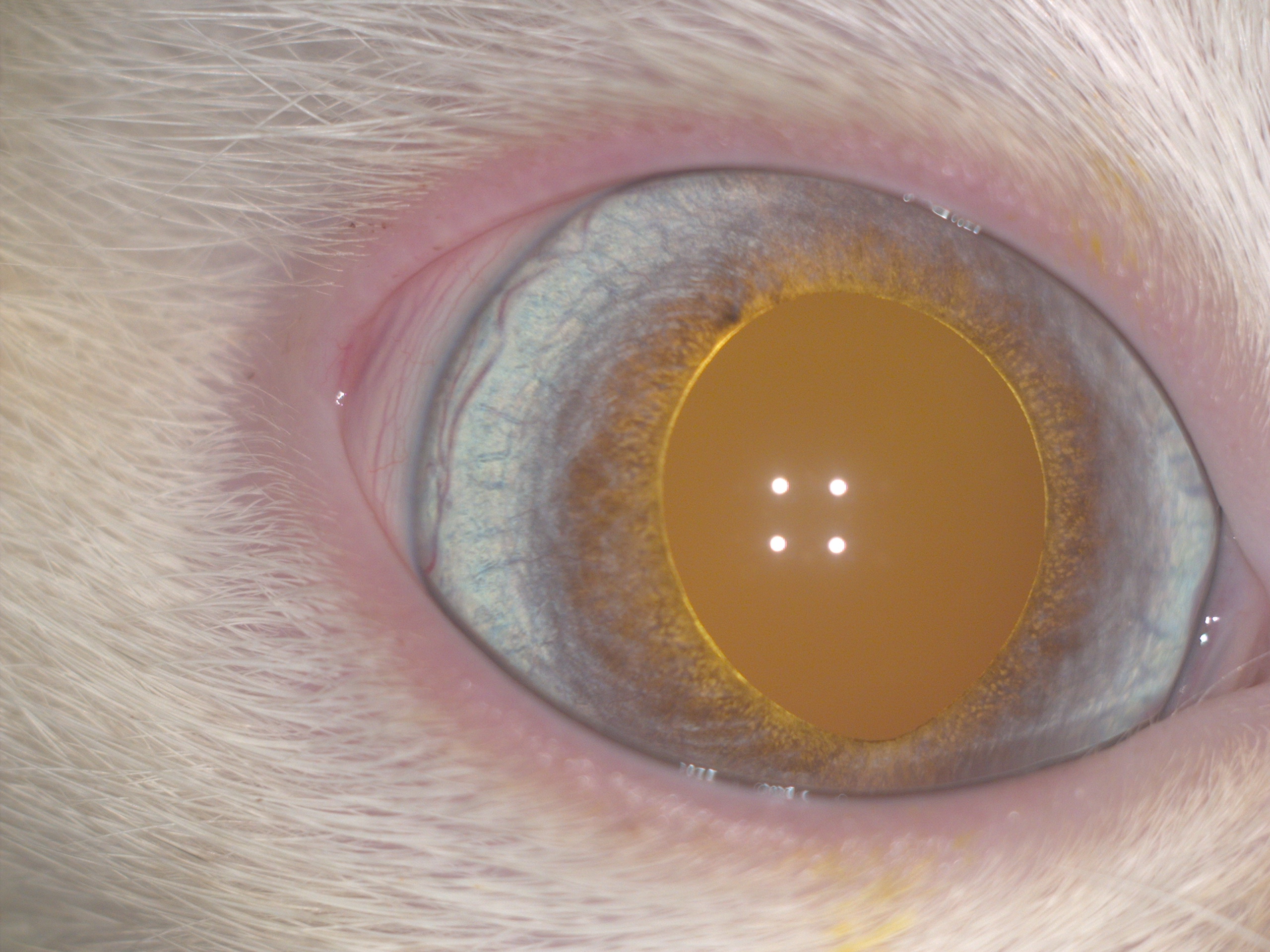 Биомикроскопия переднего отрезка правого глаза и офтальмоскопия правого глаза