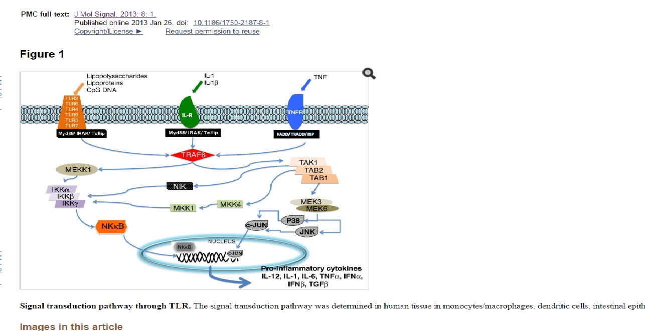 Рисунок 1. TLR – толл-подобные рецепторы; IL-R – рецептор интерлейкина; TNF-R – рецептор фактора некроза опухоли; IKK, MKK – группа факторов, обладающих киназной активностью; NK – ядерный фактор; ТАК1, ТАВ1 и TAB2 – группа трансформирующих факторов роста