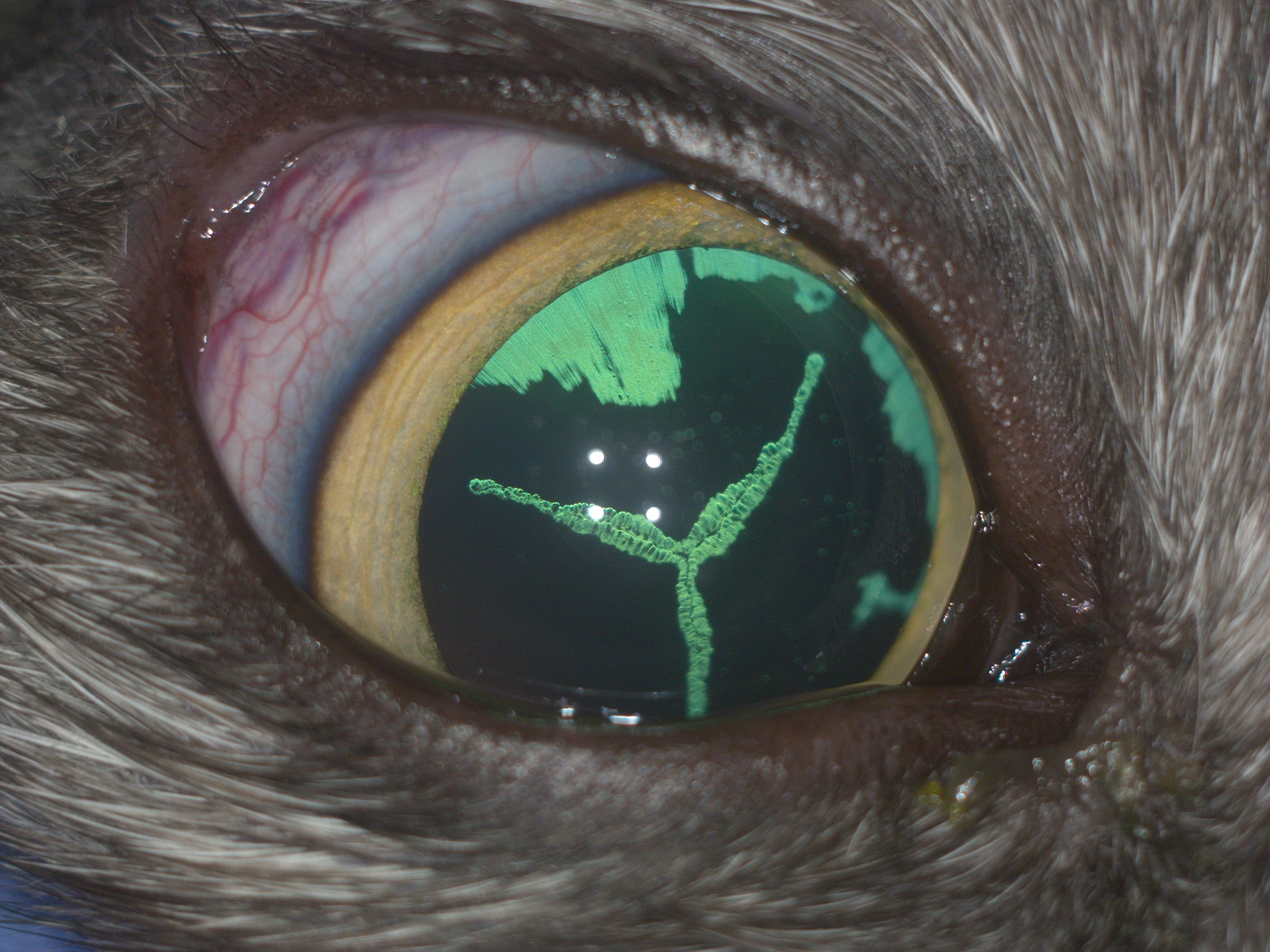 Рис.8 Передний увеит и изменения в хрусталике правого глаза у кошки с FeLV с Рис.3 (после мидриаза).