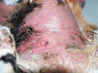 Рис 3. Паранеопластические поражения в области вентральной стенки живота у кошки с тимомой
