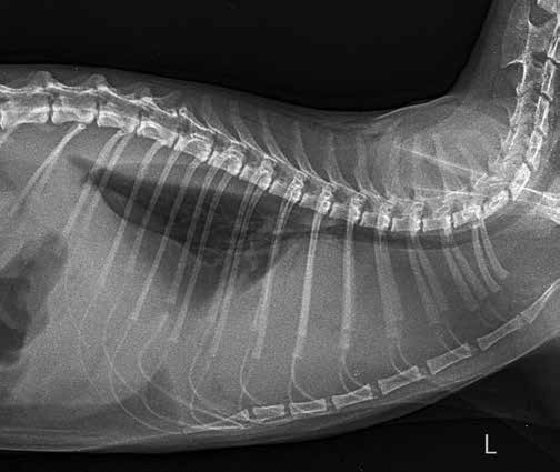 Рентгенограмма грудной полости кошки с плевральным выпотом