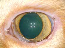Кот с FIV-инфекцией и токсоплазмозом. На фото переднего отрезка двусторонний вялотекущий передний увеит и начальные катарактальные изменения в хрусталиках. На фото глазного дна признаки хронического хориоретинита (правый глаз хуже)