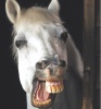 Болезни зубов у лошадей