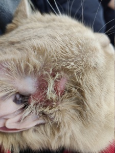 Лечение кота с рецидивирующим наружным отитом, обусловленным атопическим дерматитом/Treatment of the cat with recurrent otitis externa due to atopic dermatitis 