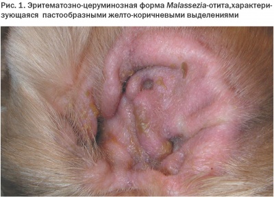 Грибы рода Malassezia в заболеваниях животных / Fungi of genus malassezia in animal diseases