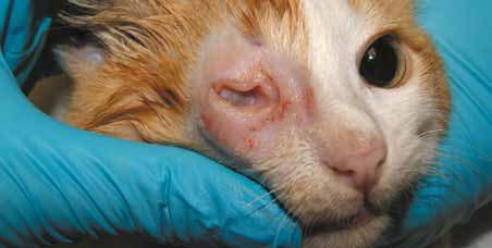 Микрофтальмия правого глаза у котенка (микрофтальмичный глаз имел голубой окрас радужки; на левом глазу радужка была желтого цвета)