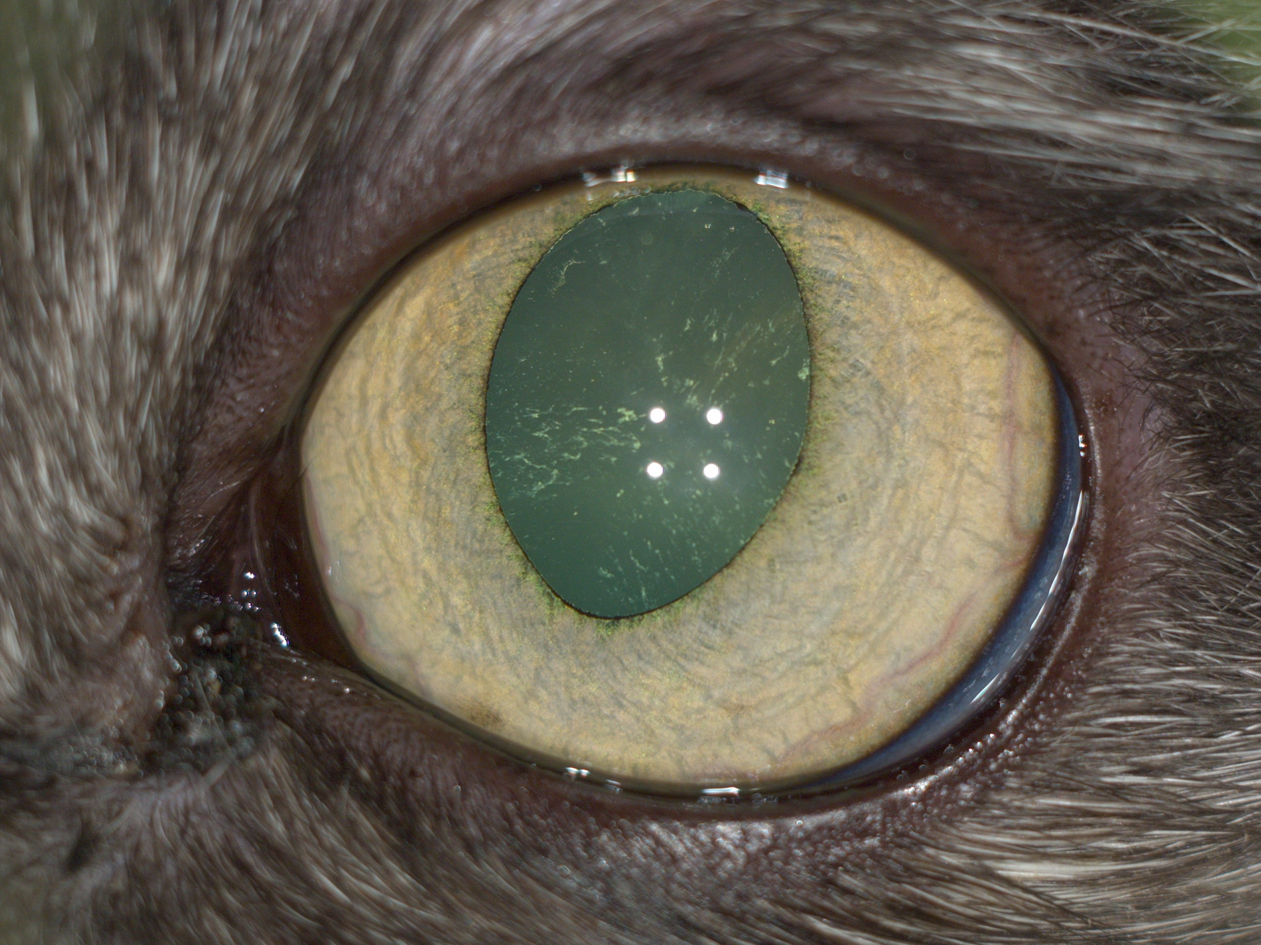 Рис.9 Поствоспалительные изменения переднего сегмента левого глаза кошки с Рис.1 спустя месяц терапии.