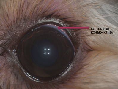 Субконъюнктивальные инъекции в ветеринарной офтальмологии /Subconjunctival injections in veterinary ophthalmology