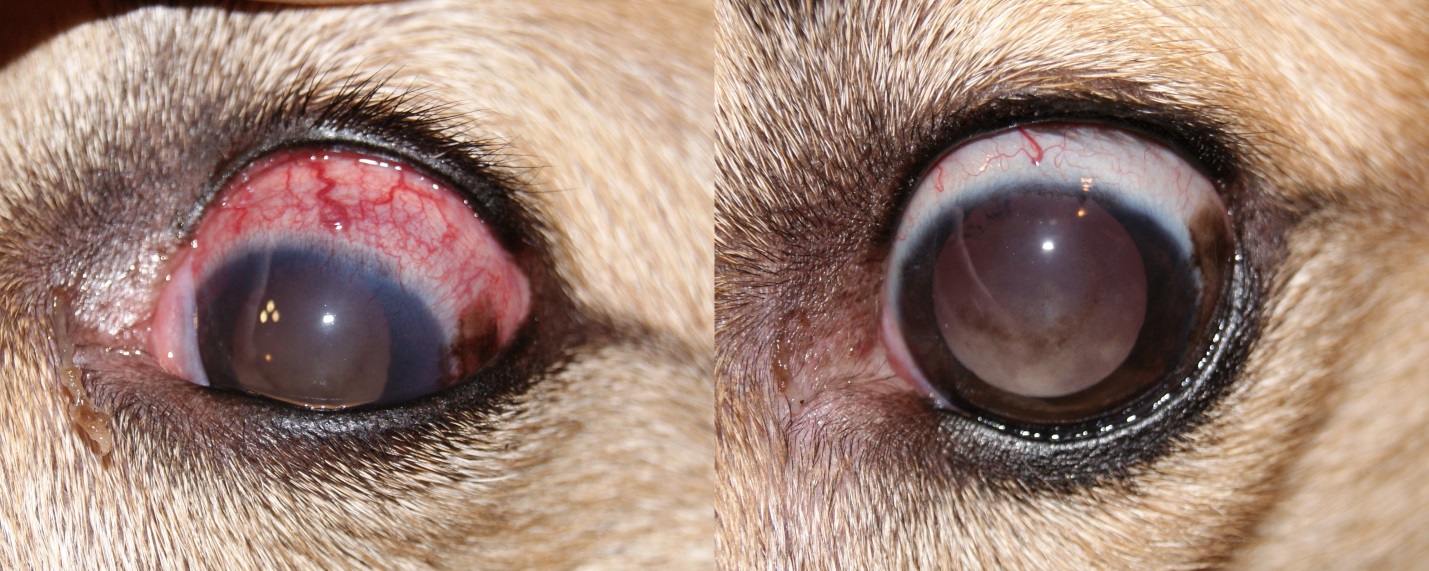 Рисунок 16. Вторичная ПУГ у беспородной собаки. Состояние глаза до лечения, ВГД – 39 мм рт.ст.  (слева) и после лечения, ВГД – 14 мм рт.ст.  (справа)