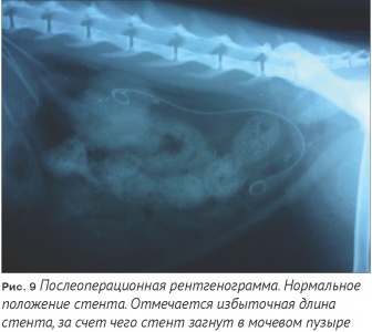 Стентирование мочеточников при уретролитиазе у кошек первый клинический опыт в Российской Федерации
