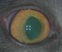 Преципитаты на эндотелии роговицы у кошки с инфекционным передним увеитом