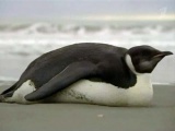 На одном из пляжей Новой Зеландии обнаружен Императорский пингвин