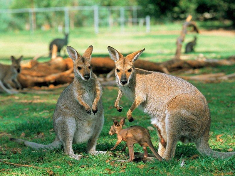 Содержание кенгуру в качестве продуктивного животного и питомца хотят узаконить в США