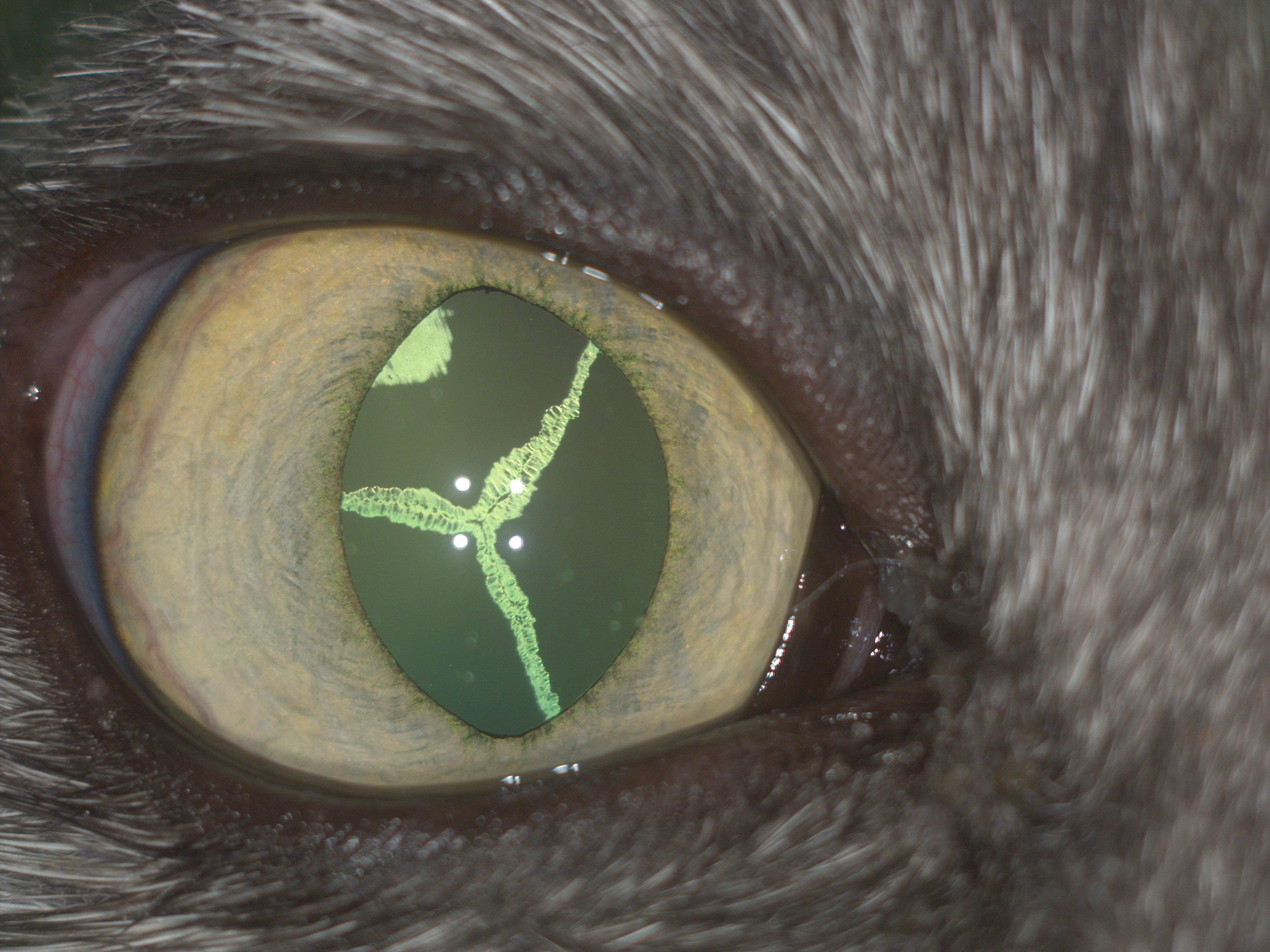 Рис.7 Передний увеит и изменения в хрусталике правого глаза у кошки с FeLV с Рис.3 (до мидриаза).