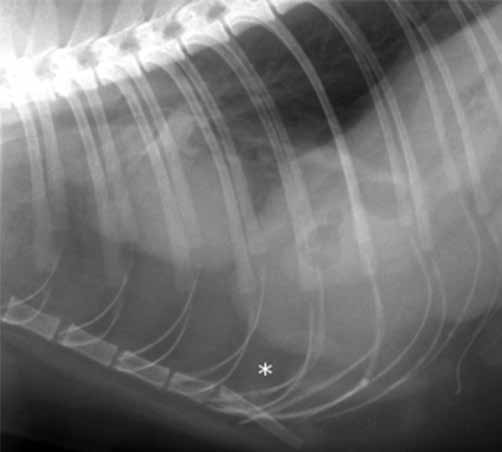 Это рентгенограмма одного упитанного кота. Однако иногда хорошо быть толстым, так как тогда твоя диафрагма может быть очень хорошо видна. И врачам будет проще понять, целая она, как на этом рентгене, или нет, как на двух следующих.