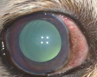 Внешний вид переднего отрезка и картина глазного дна глаза собаки с первичной глаукомой до проведения лазерной процедуры (наблюдается выраженный отек ДЗН)