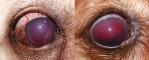 Рисунок 3. Вторичная посттравматическая геморрагическая глаукома у собак.