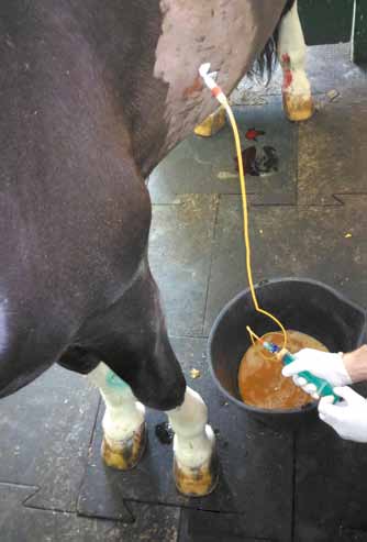 Выпуск плевральной жидкости (торакоцентез) у одной лошади с плевропневмонией