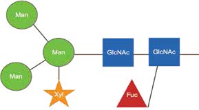 Типичная структура растительного N-гликана